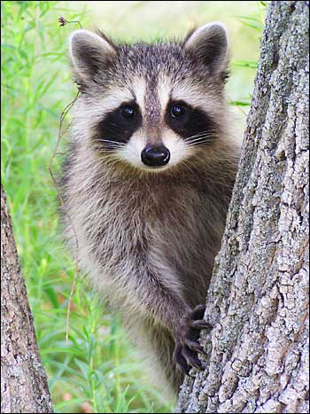 Файл:Racoon.jpg